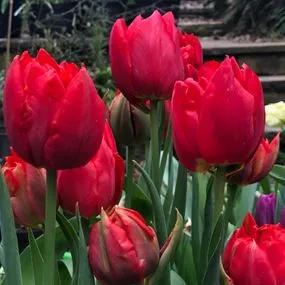 Abba Tulip (Tulipa Abba) Img 4